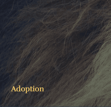 Adoption